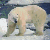 Ľadový medveď 816137